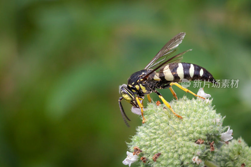 四条纹蝽猎黄蜂，(双环quadrifasciatus)，蟹科，集群山薄荷，Pycnanthème mutique。